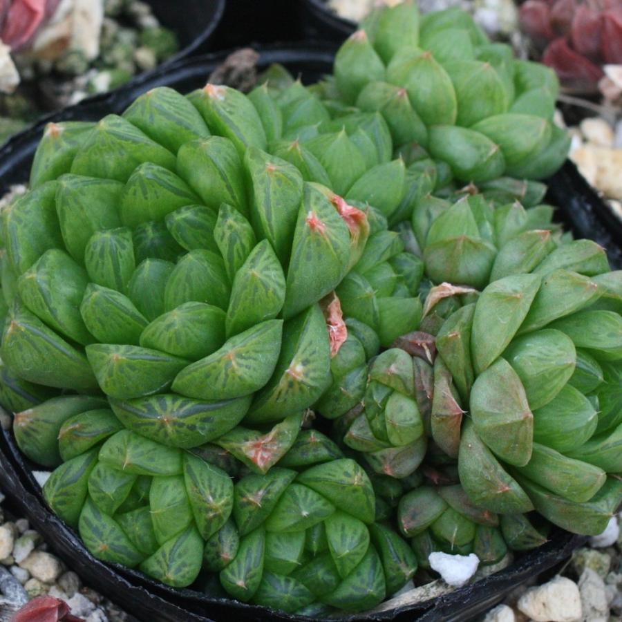 ハオルチア ウンブラティコラ : にじはなPlants - 通販 - Yahoo