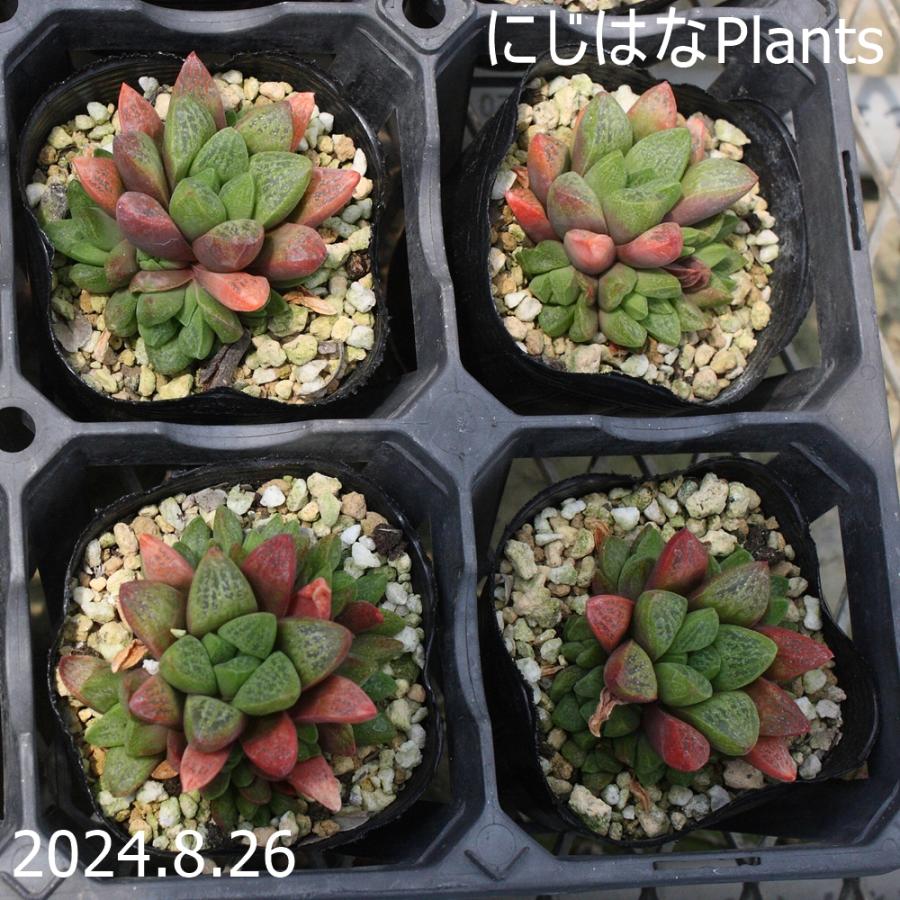 つねりん 多肉植物のオルゴナイト全10点セット ハオルチア ツルギダ スベレクタ : にじはなPlants - 通販 - Yahoo