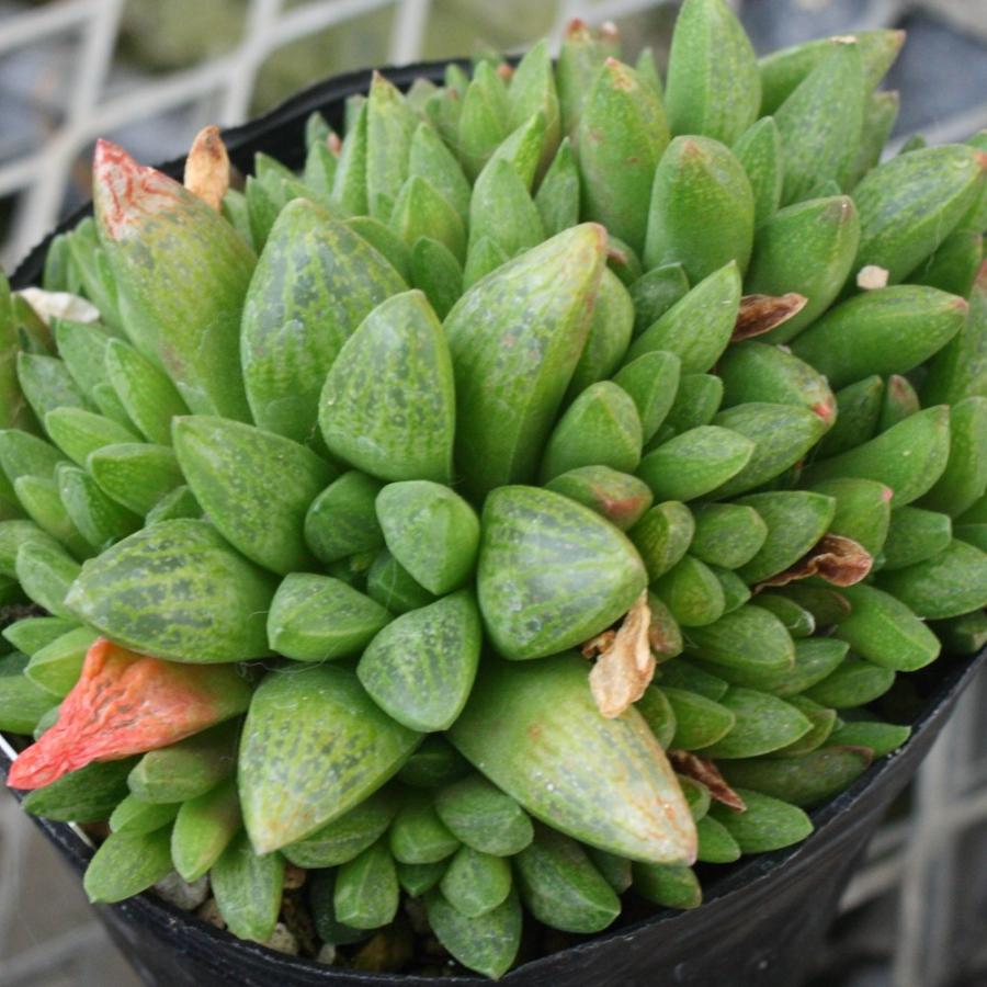 ハオルチア ツルギダ スベレクタ : にじはなPlants - 通販 - Yahoo