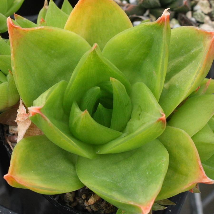 ハオルチア シンビフォルミス : にじはなPlants - 通販 - Yahoo