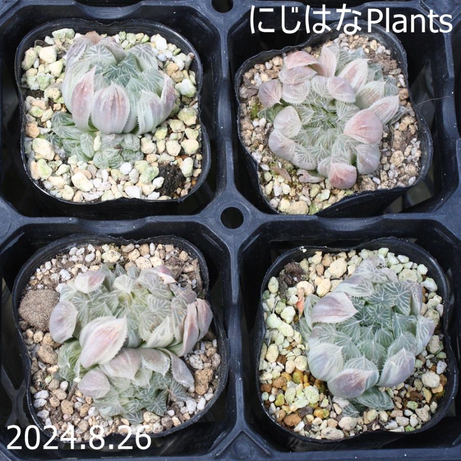ハオルチア ピリフェラ錦 : にじはなPlants - 通販 - Yahoo!ショッピング