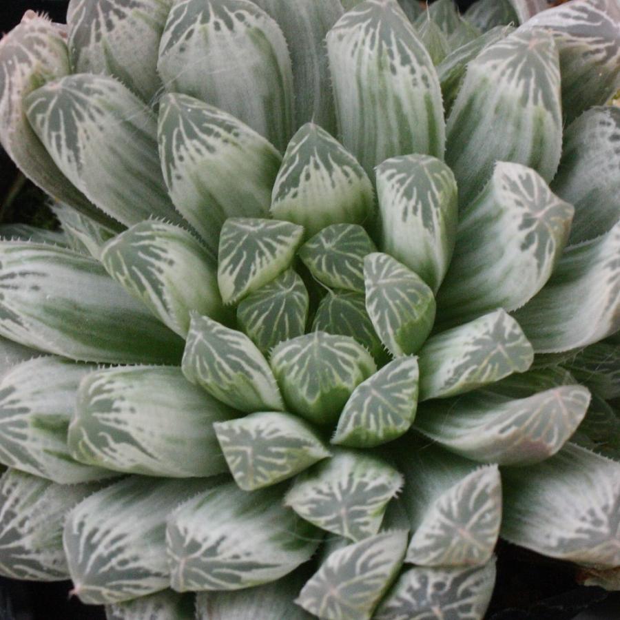 ハオルチア ピリフェラ錦 : にじはなPlants - 通販 - Yahoo