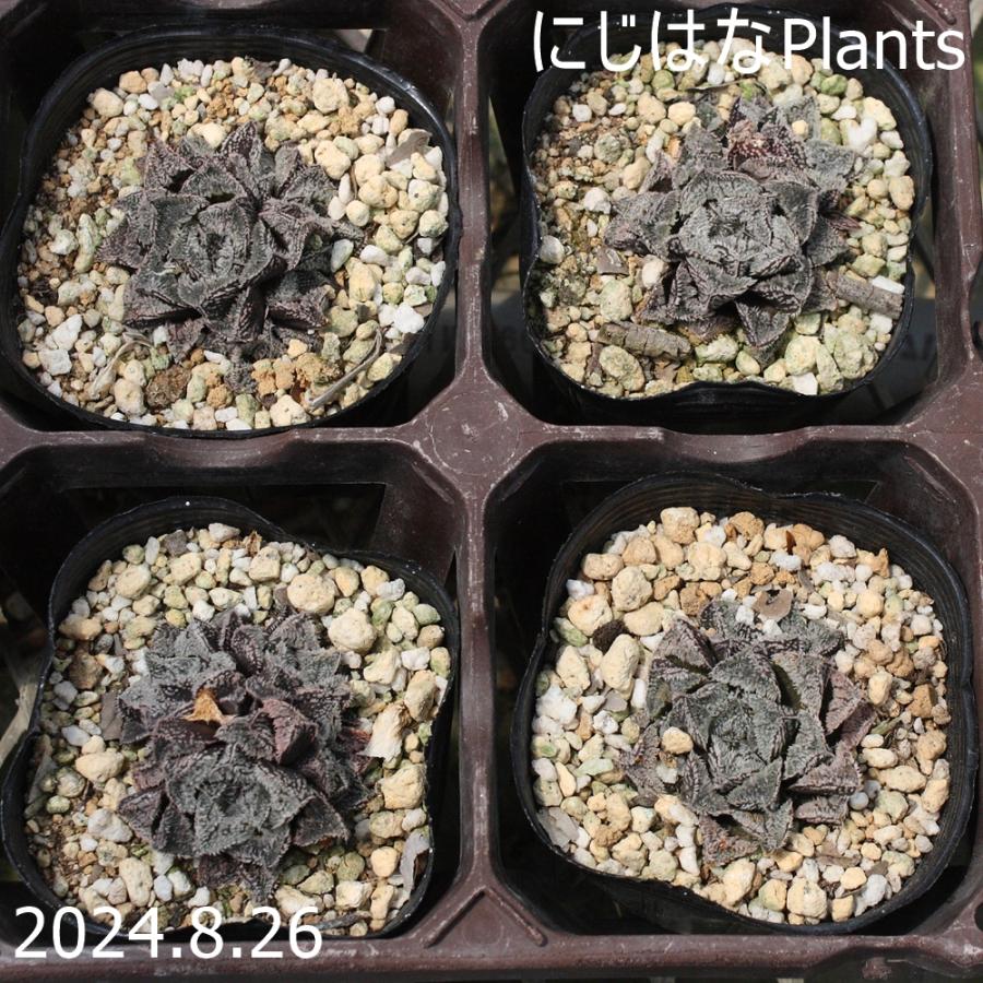 ハオルチア 新氷砂糖 : にじはなPlants - 通販 - Yahoo!ショッピング