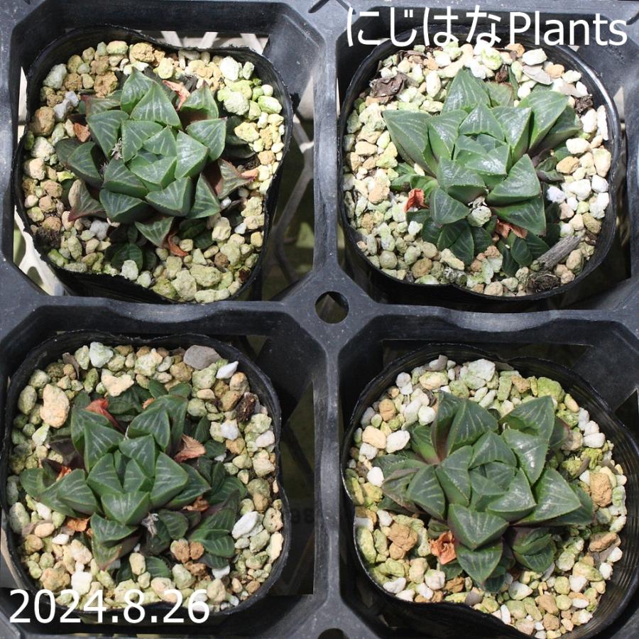 ハオルチア ムンドゥーラ : にじはなPlants - 通販 - Yahoo!ショッピング