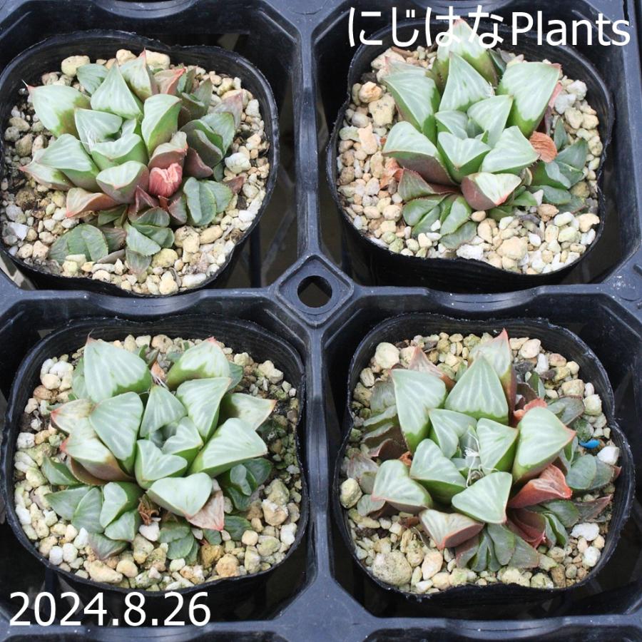 ハオルチア 白夜ムチカ : にじはなPlants - 通販 - Yahoo!ショッピング