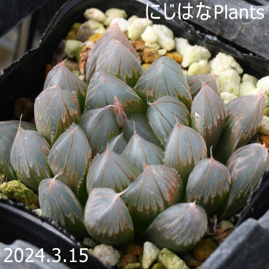 ハオルチア ブラックオブツーサ : にじはなPlants - 通販 - Yahoo