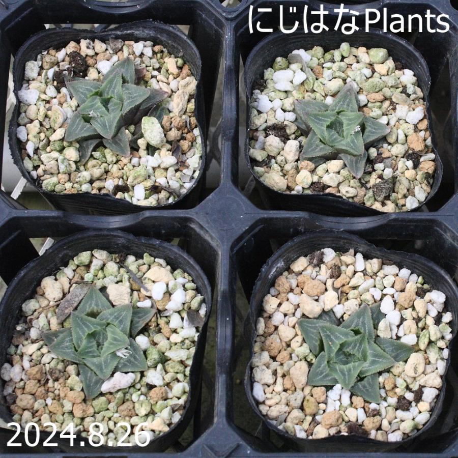 ハオルチア アスペルラ : にじはなPlants - 通販 - Yahoo!ショッピング
