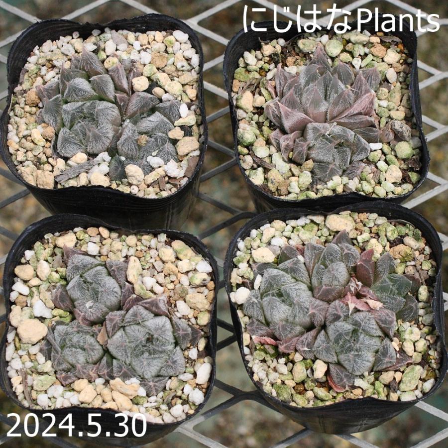 ハオルチア ベヌスタ : にじはなPlants - 通販 - Yahoo!ショッピング