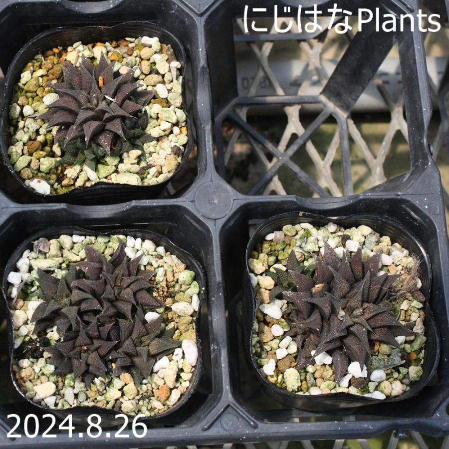 37d ハオルチア 多肉植物 金子短葉万象錦 自家繁殖 多肉植物