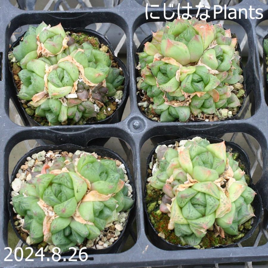 ハオルチア ドラゴンボール : にじはなPlants - 通販 - Yahoo!ショッピング