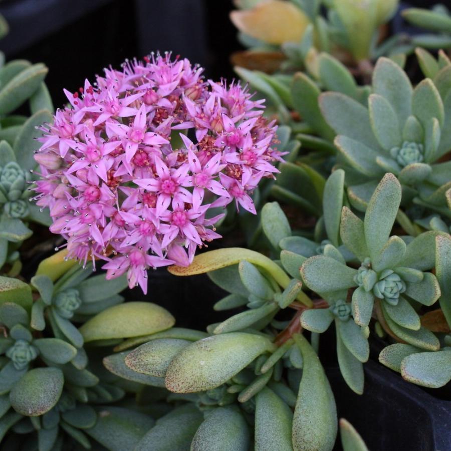 ユーパリミセバヤ（ユウバリミセバヤ） : にじはなPlants - 通販 