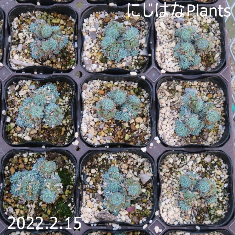 タカスソウ : にじはなPlants - 通販 - Yahoo!ショッピング