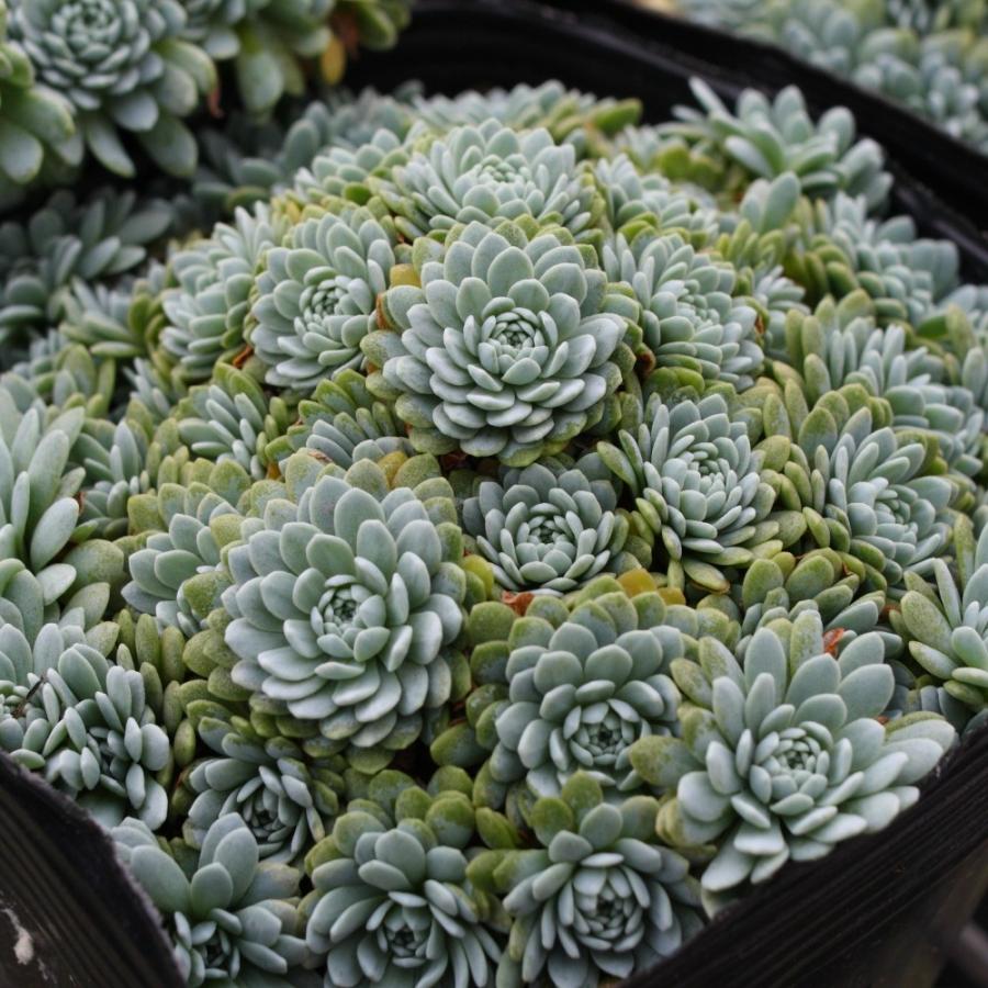 タカスソウ : にじはなPlants - 通販 - Yahoo!ショッピング