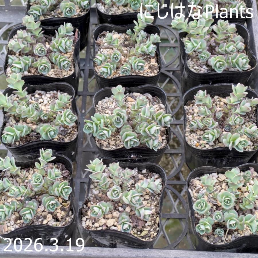 ツガルミセバヤ : にじはなPlants - 通販 - Yahoo!ショッピング