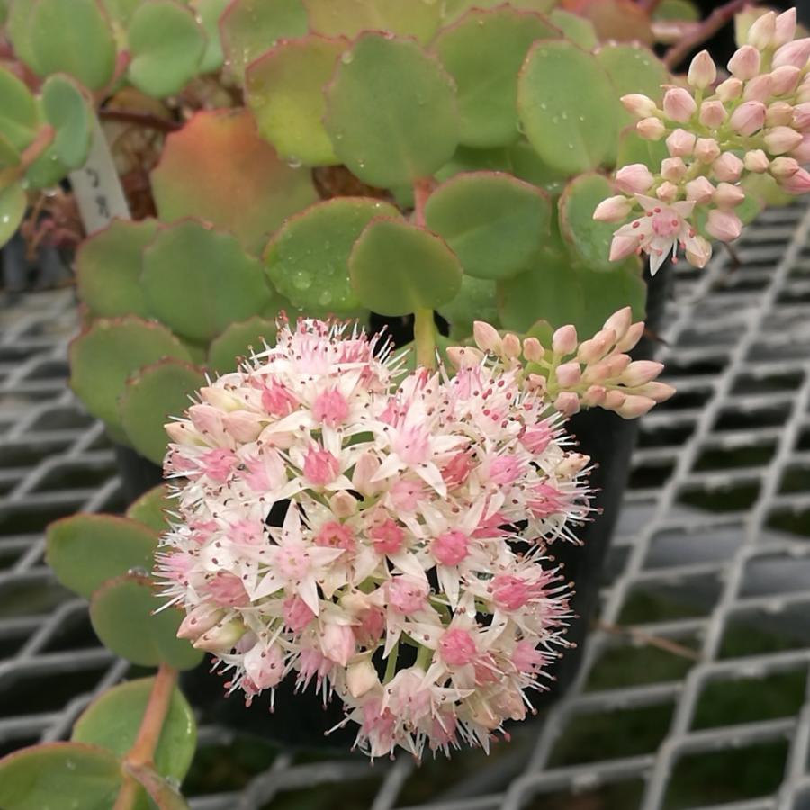 ツガルミセバヤ : にじはなPlants - 通販 - Yahoo!ショッピング