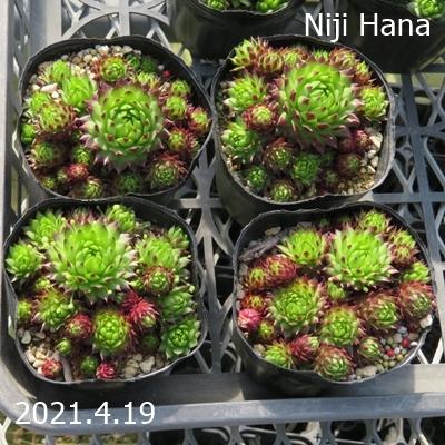ジョビバルバ アレナリア×ヒルタ ベランスキータトラ産 : にじはな