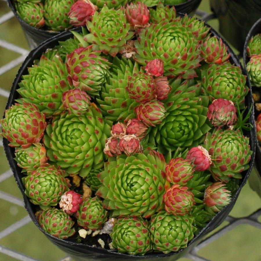 ジョビバルバ アレナリア×ヒルタ ベランスキータトラ産 : にじはな 