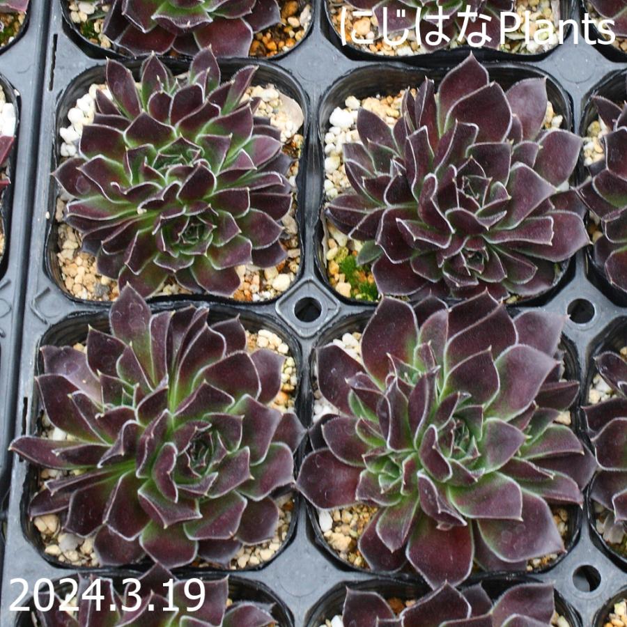 ジョビバルバ ヒューフェリー 'アパッチ' : にじはなPlants - 通販