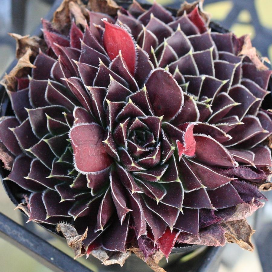 ジョビバルバ ヒューフェリー 'アパッチ' : にじはなPlants - 通販