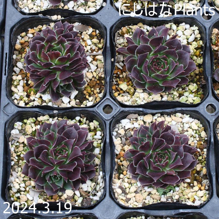 ジョビバルバ ヒューフェリー 'アマータ' : にじはなPlants