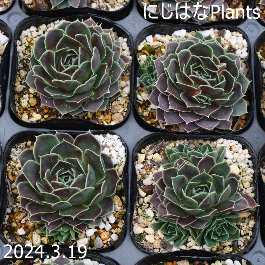 ジョビバルバ ヒューフェリー 'バミューダ' : にじはなPlants - 通販