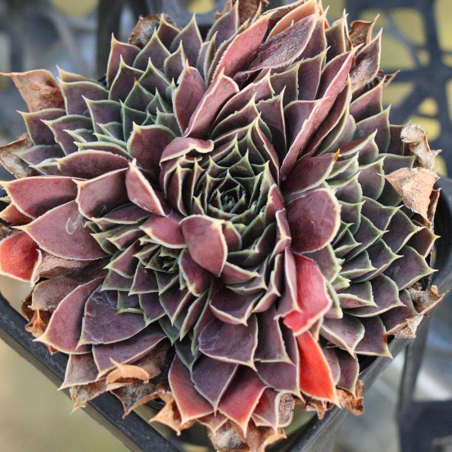 ジョビバルバ ヒューフェリー 'バミューダ' : にじはなPlants - 通販