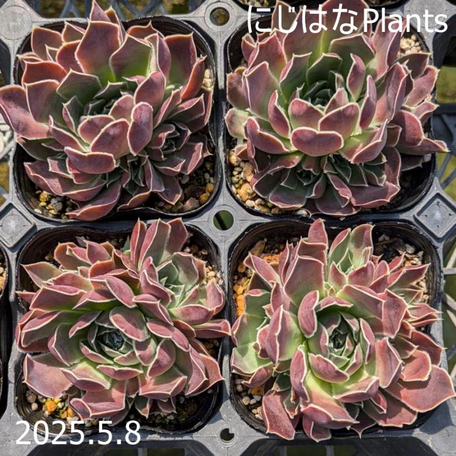 ジョビバルバ ヒューフェリー 'ブロンズエイジ' : にじはなPlants