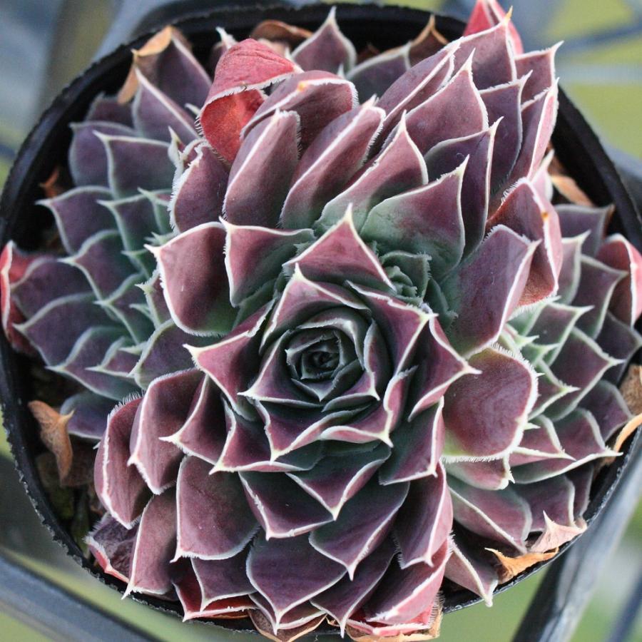 ジョビバルバ ヒューフェリー 'ブロンズエイジ' : にじはなPlants