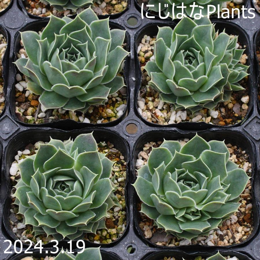 センペルビウムドイツ レア！Jobivarba heuffelii Sahara 71AkeHAilPL