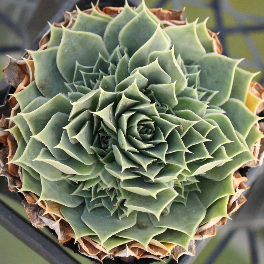 ジョビバルバ ヒューフェリー 'ジェイド' : にじはなPlants - 通販