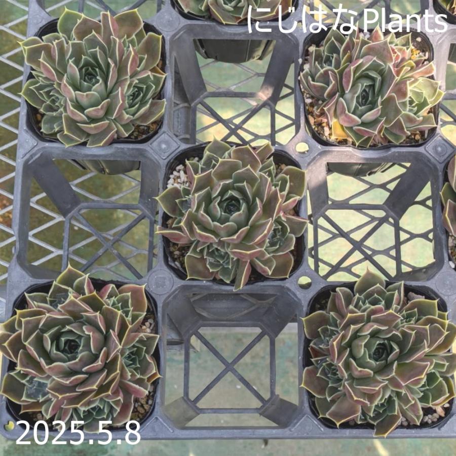 ジョビバルバ ヒューフェリー 'サンタン' : にじはなPlants - 通販