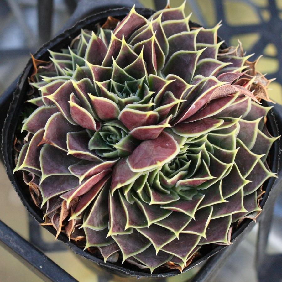 ジョビバルバ　ヒューフェリー Tan ジョビバルバ ヒューフェリー 'サンタン' : にじはなPlants - 通販
