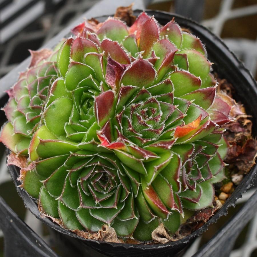 ジョビバルバ ヒューフェリー 'サニーサイドアップ' : にじはなPlants