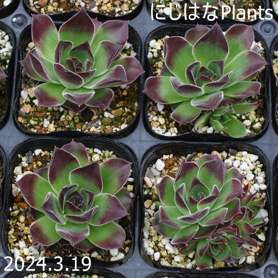 ジョビバルバ ヒューフェリー 'パープルスプリング' : にじはなPlants