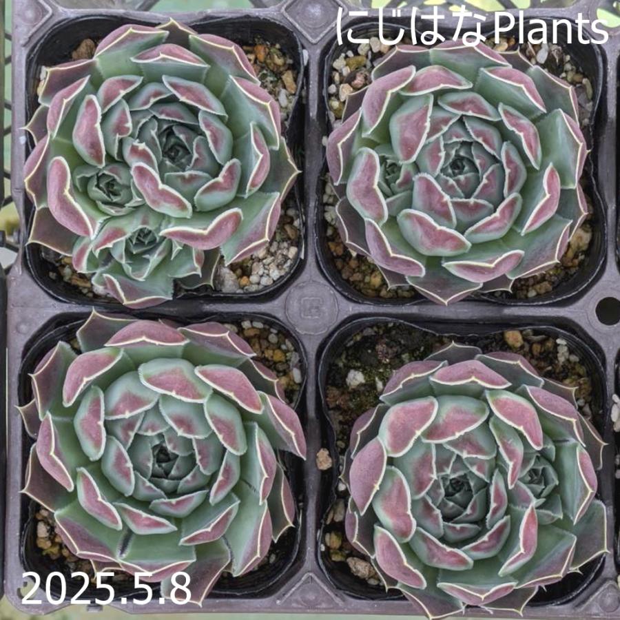ジョビバルバ ヒューフェリー 'パーフェクション' : にじはなPlants