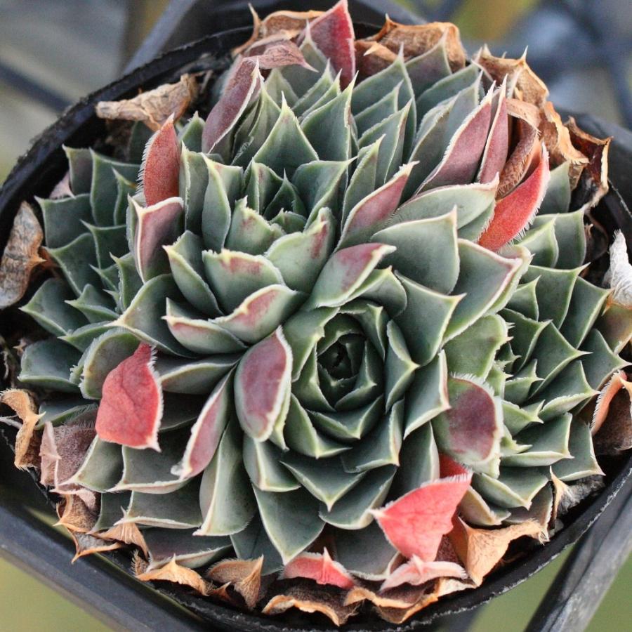 ジョビバルバ ヒューフェリー 'パーフェクション' : にじはなPlants