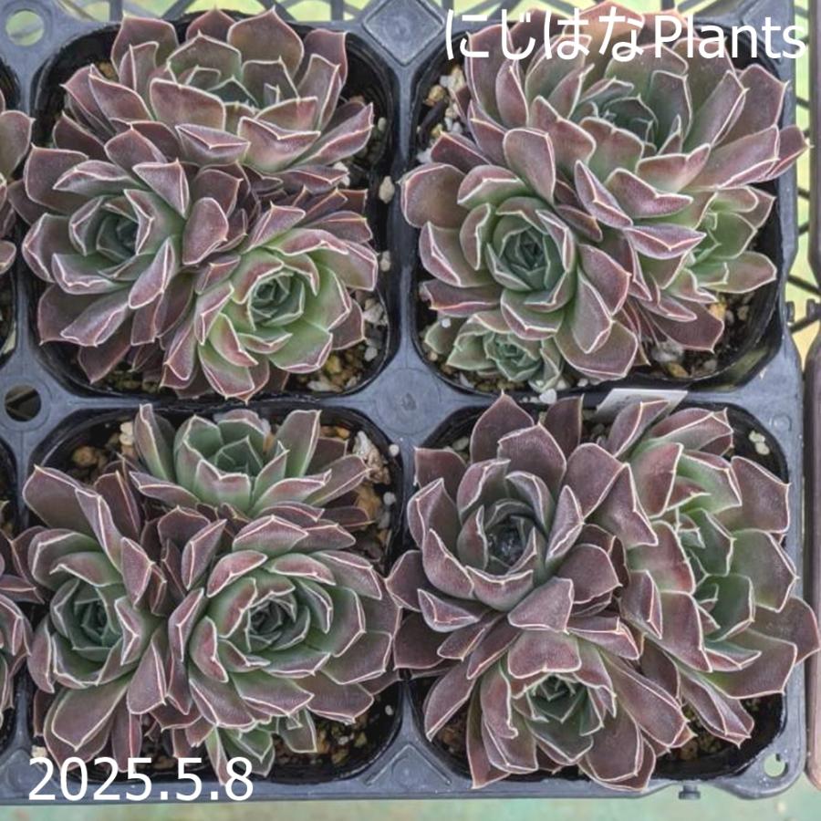 ジョビバルバ ヒューフェリー 'アルテミス' : にじはなPlants - 通販