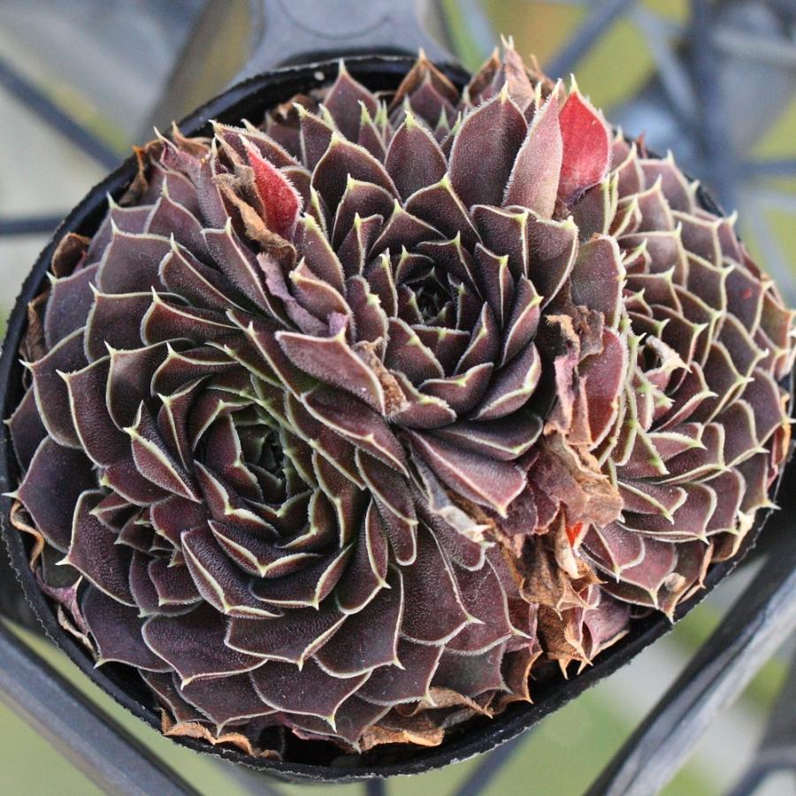 ジョビバルバ ヒューフェリー 'アルテミス' : にじはなPlants - 通販