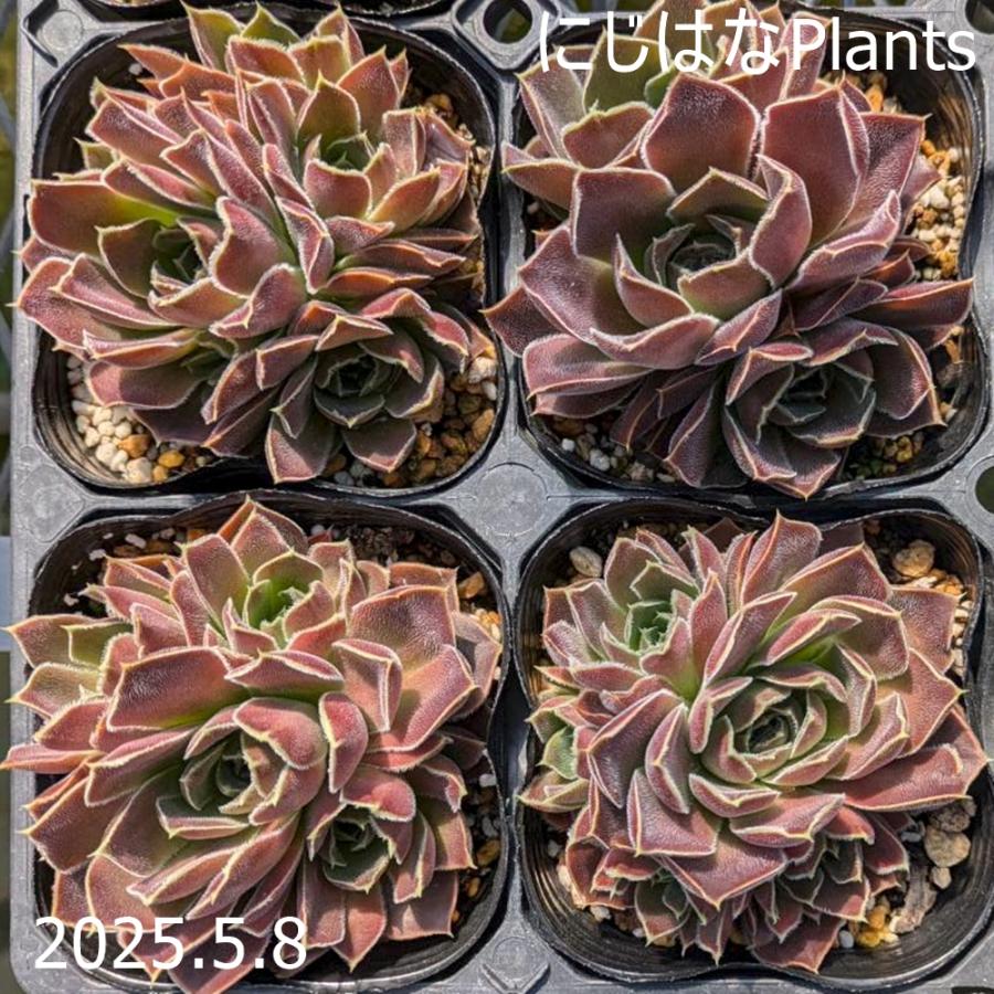 ジョビバルバ ヒューフェリー 'ビーバー' : にじはなPlants - 通販