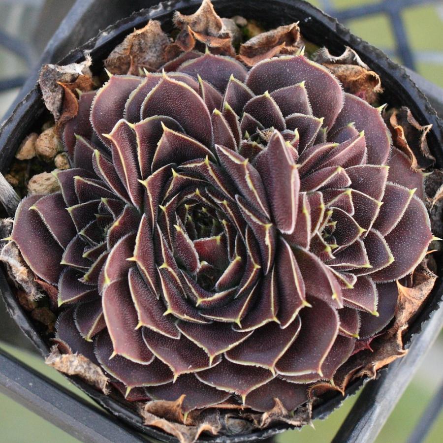 ジョビバルバ ヒューフェリー 'ビーバー' : にじはなPlants - 通販