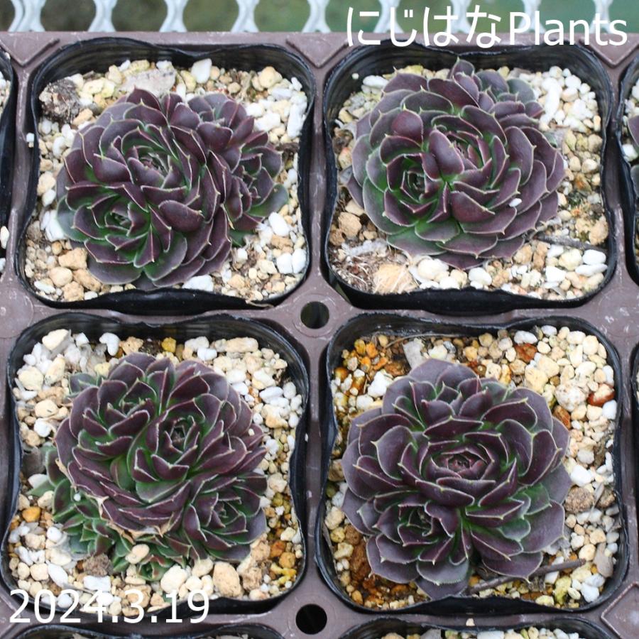 ジョビバルバ ヒューフェリー 'ジゼル' : にじはなPlants - 通販