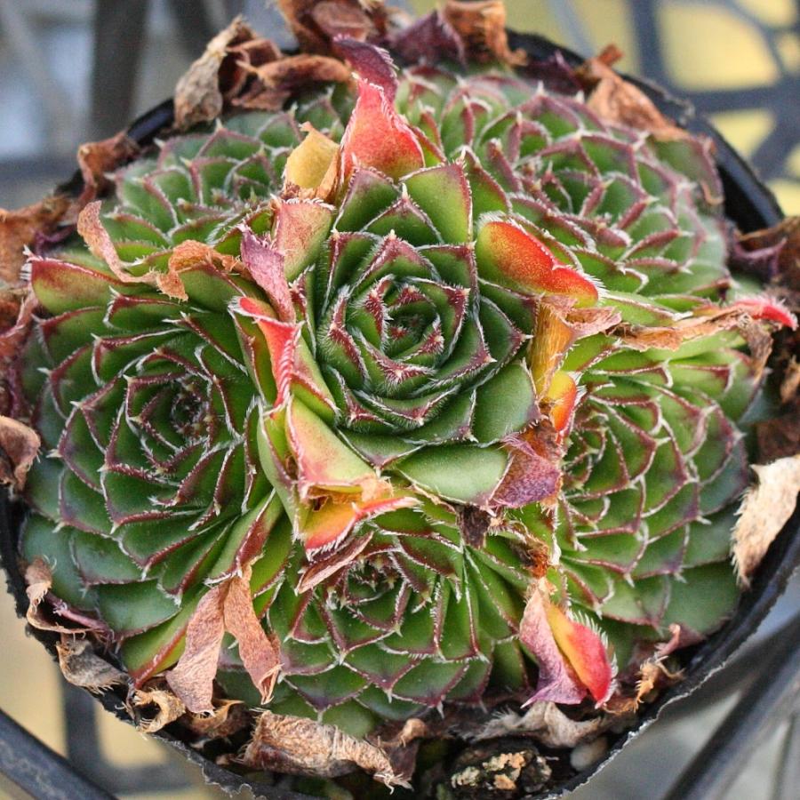 ジョビバルバ ヒューフェリー 'グリーンストーン' : にじはなPlants