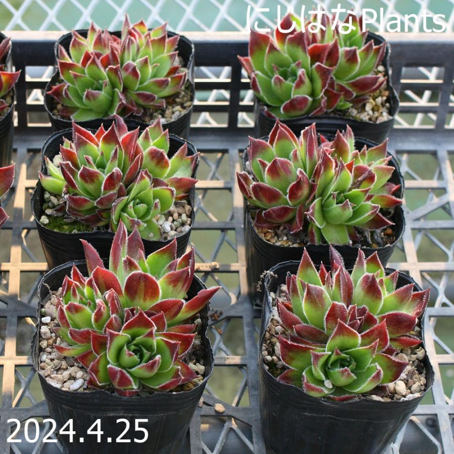 ジョビバルバ ヒューフェリー 'イオレー' : にじはなPlants - 通販