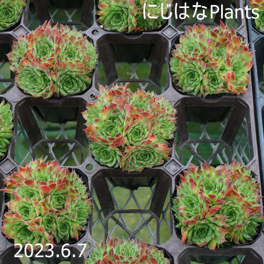 ジョビバルバ　ヒューフェリー カポ　ぐるっと子付き ジョビバルバ ヒューフェリー 'カポ' : にじはなPlants - 通販 - Yahoo