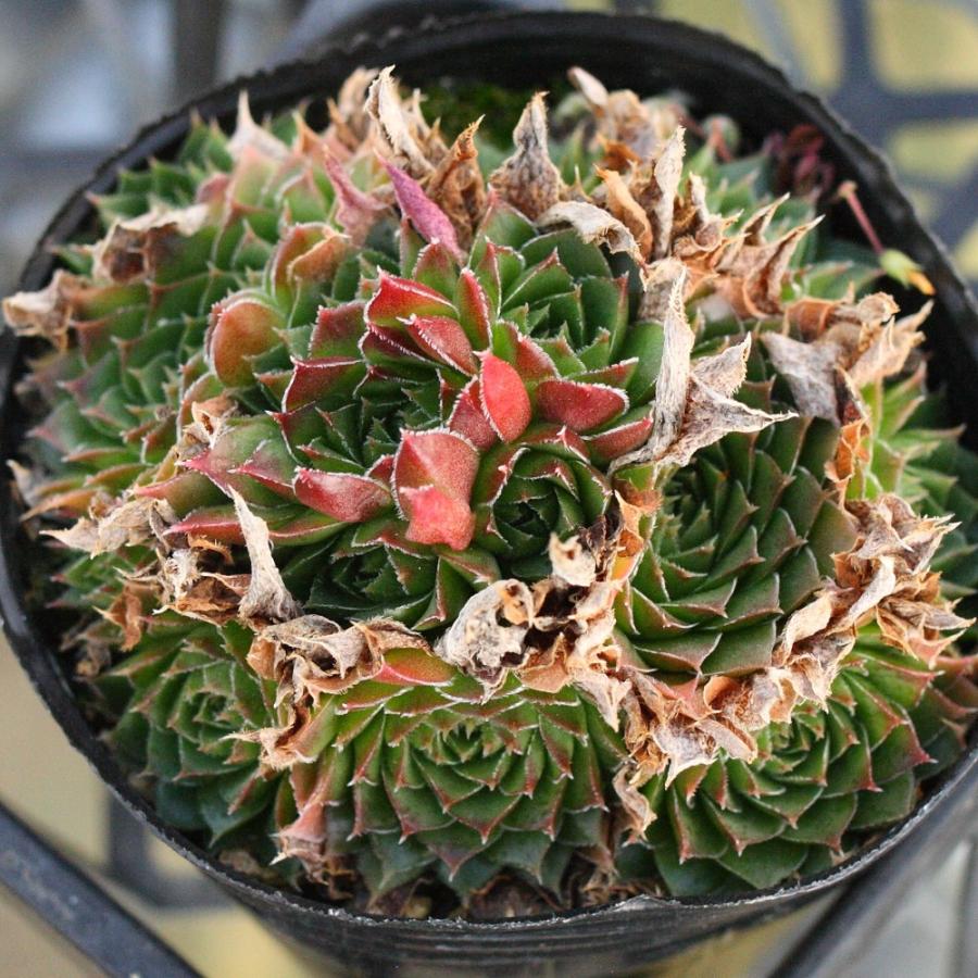 ジョビバルバ ヒューフェリー 'カポ' : にじはなPlants - 通販 - Yahoo