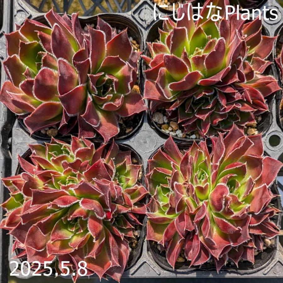 ジョビバルバ ヒューフェリー 'コルスティアナ' : にじはなPlants