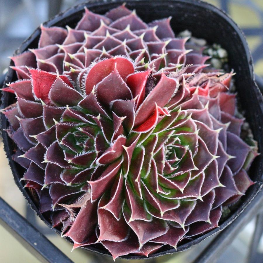 ジョビバルバ ヒューフェリー 'コルスティアナ' : にじはなPlants