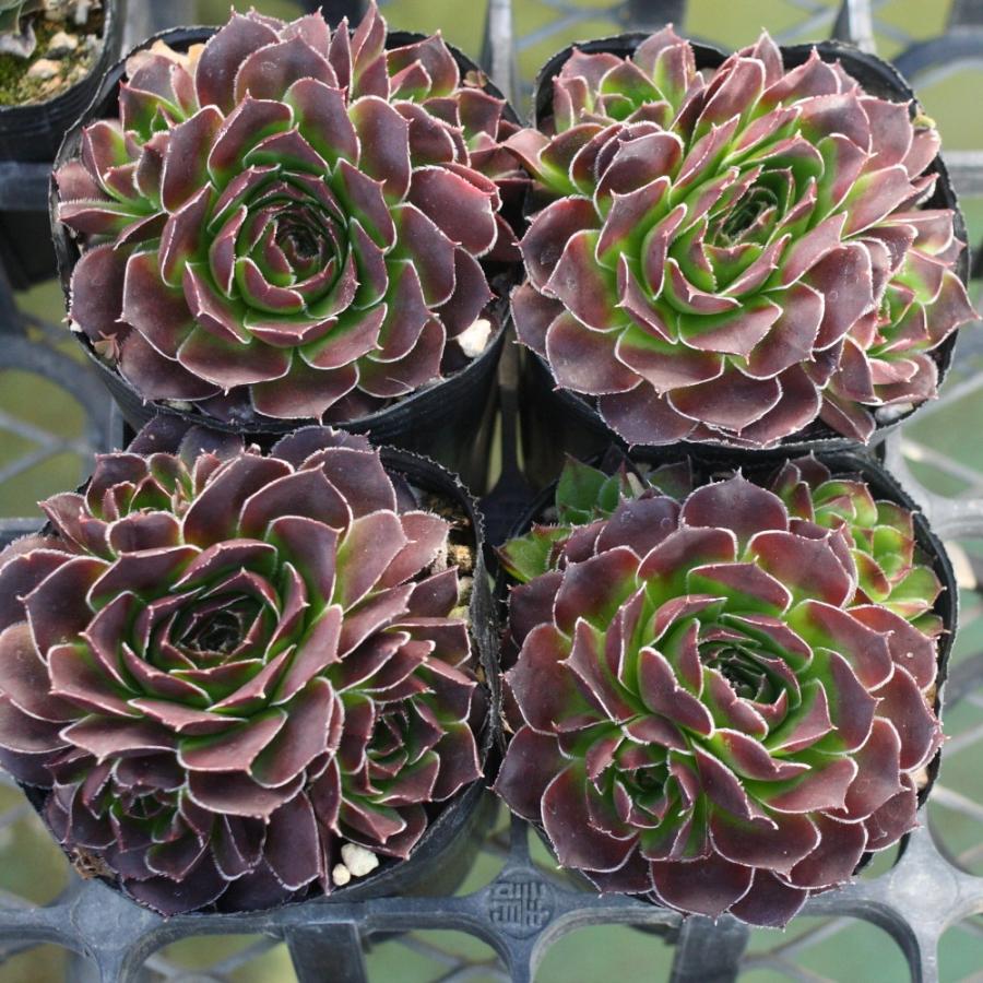 ジョビバルバ ヒューフェリー 'ミスティーク' : にじはなPlants - 通販
