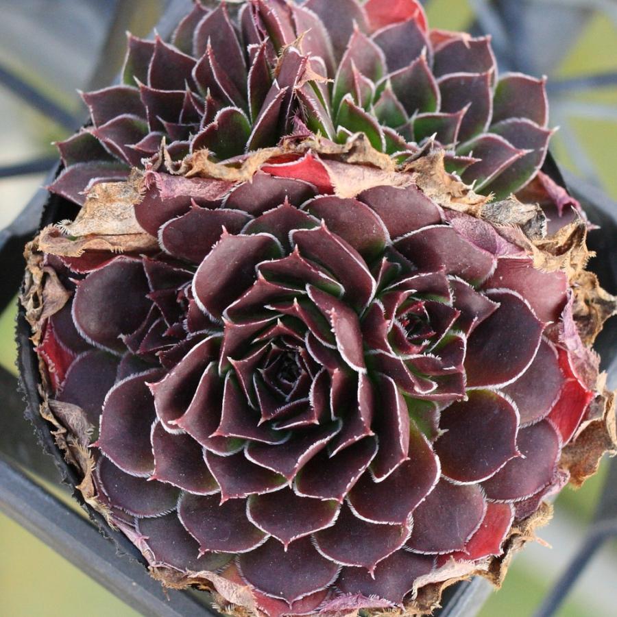 ジョビバルバ ヒューフェリー 'ミスティーク' : にじはなPlants - 通販