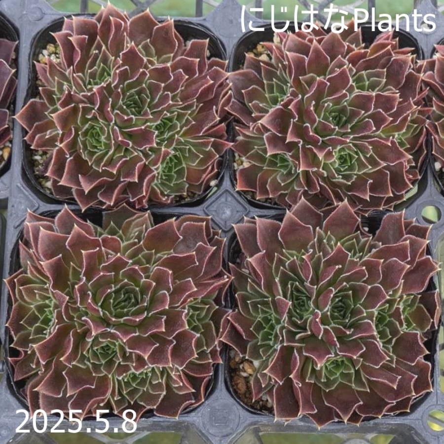 ジョビバルバ ヒューフェリー 'ヴェスタ' : にじはなPlants - 通販